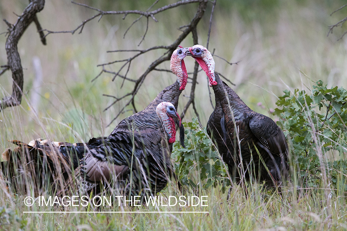 Eastern Wild Turkey toms fighting. 