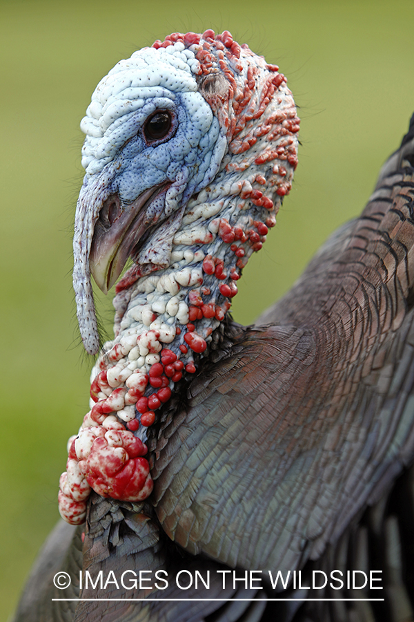 Rio grande turkey gobbler in spring habitat.