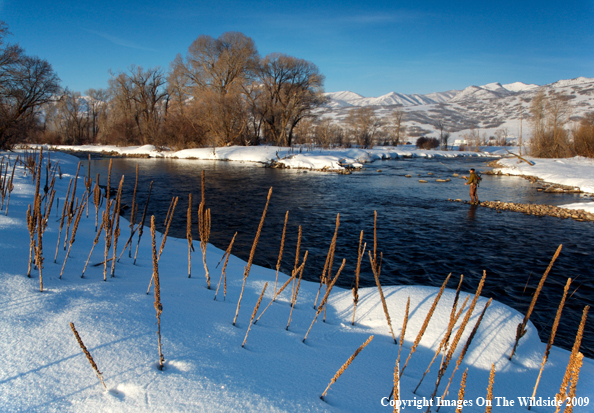 Flyfisherman on stream.