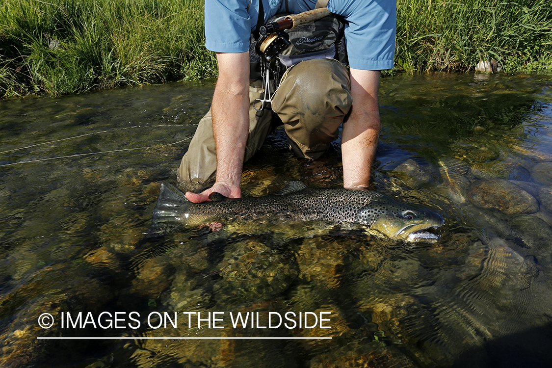 Flyfisherman with large brown trout. (10lbs)