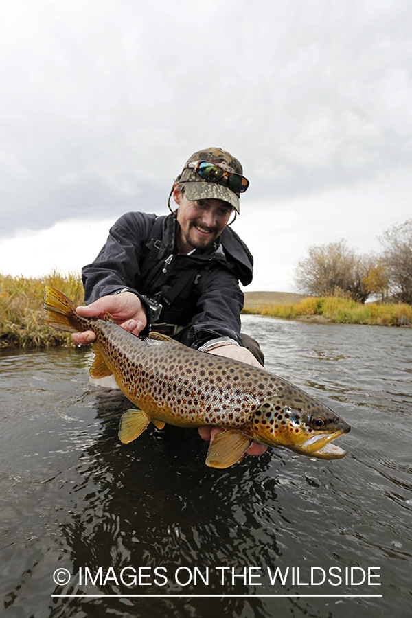 Flyfisherman releasing brown trout.