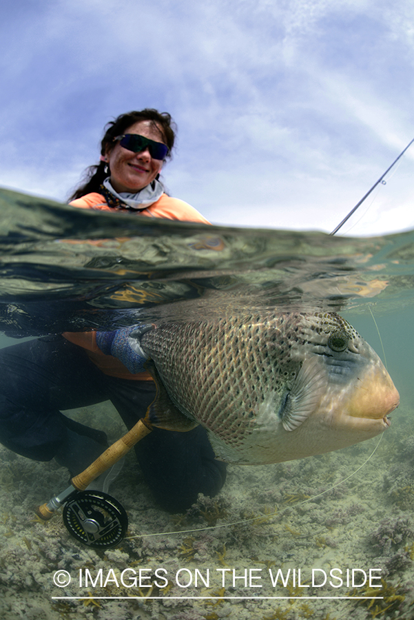 Flyfisherman with peachy triggerfish.