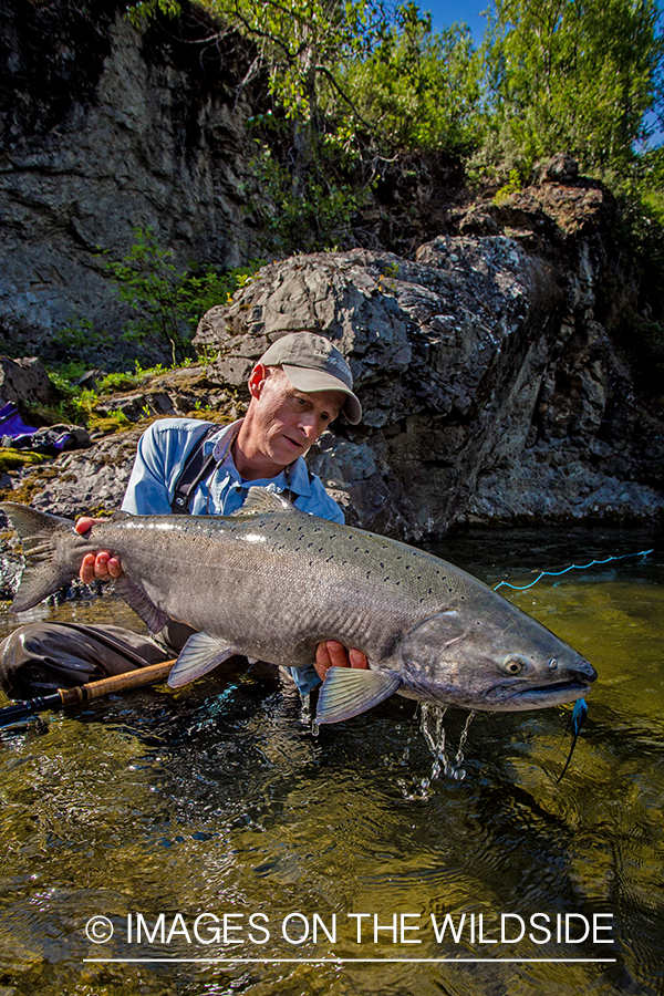 Flyfisherman with king salmon on Nakina River, British Columbia.