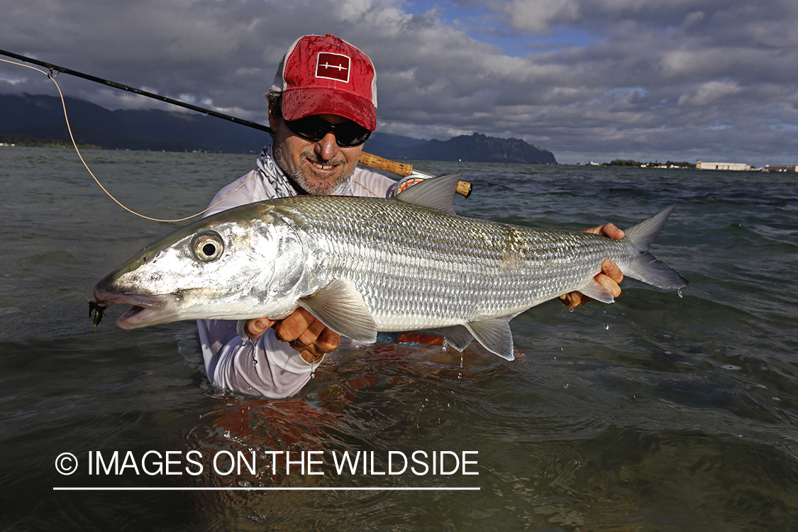 Saltwater flyfisherman with 13 lb bonefish, in Hawaii.