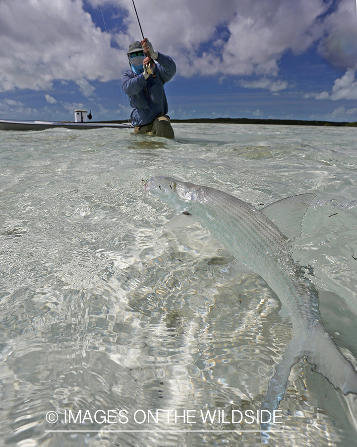 Flyfisherman fighting bonefish.