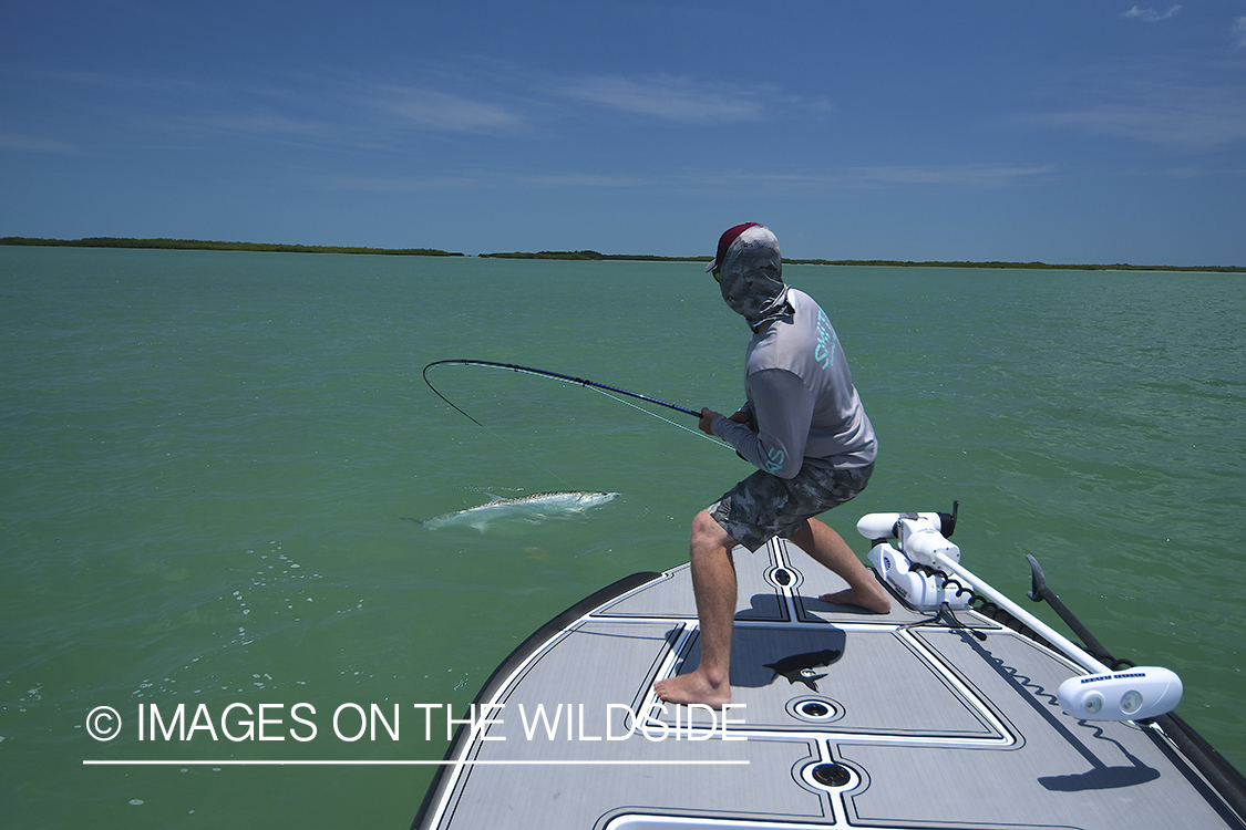 Flyfisherman landing tarpon on flats of Florida Keys.