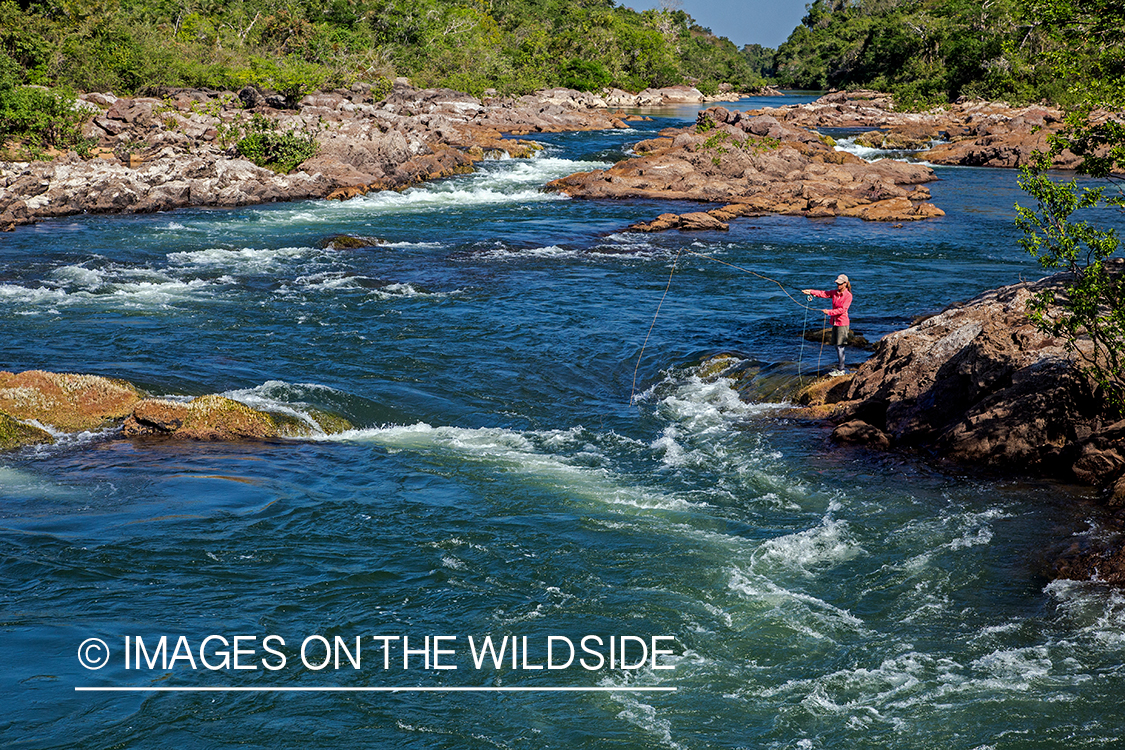 Flyfisherman casting fly on river in Kendjam region, Brazil.