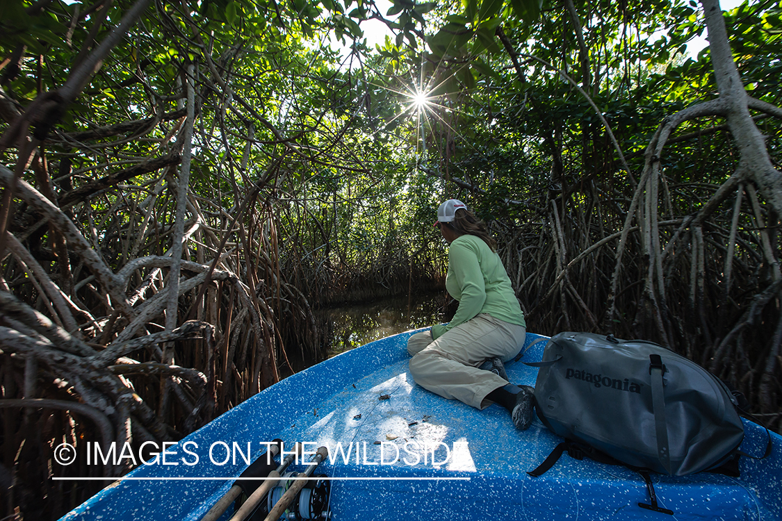 Flyfishing woman in boat working through mangroves.