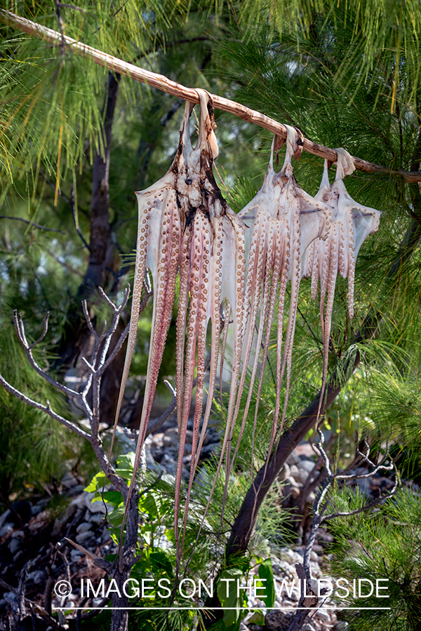 Octopus hanging to dry. 