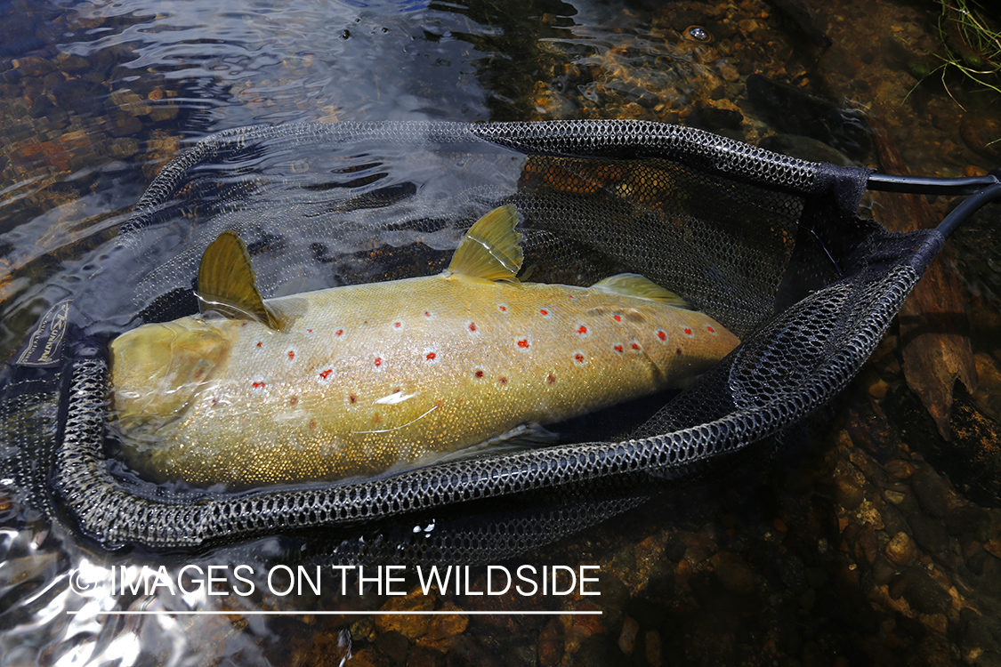 Large brown trout in net.