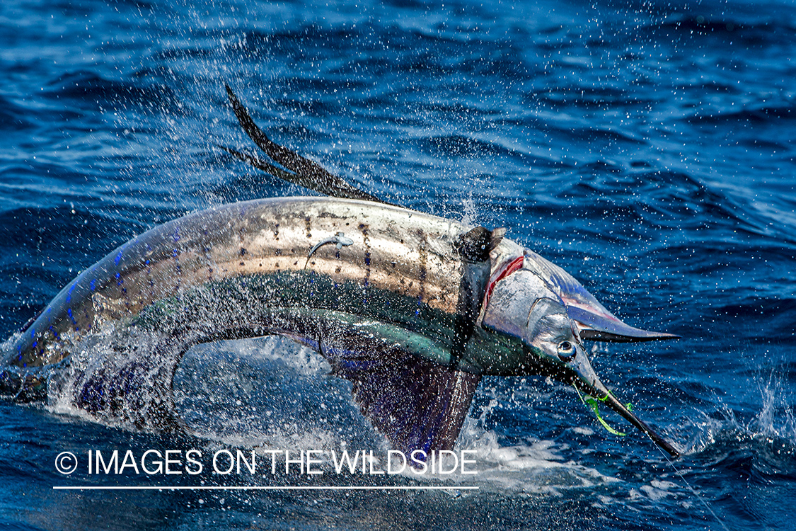 Jumping sailfish on line.