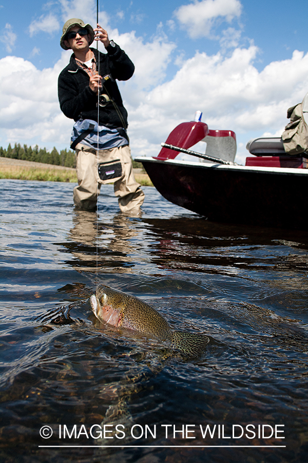 Flyfisherman fighting rainbow trout.