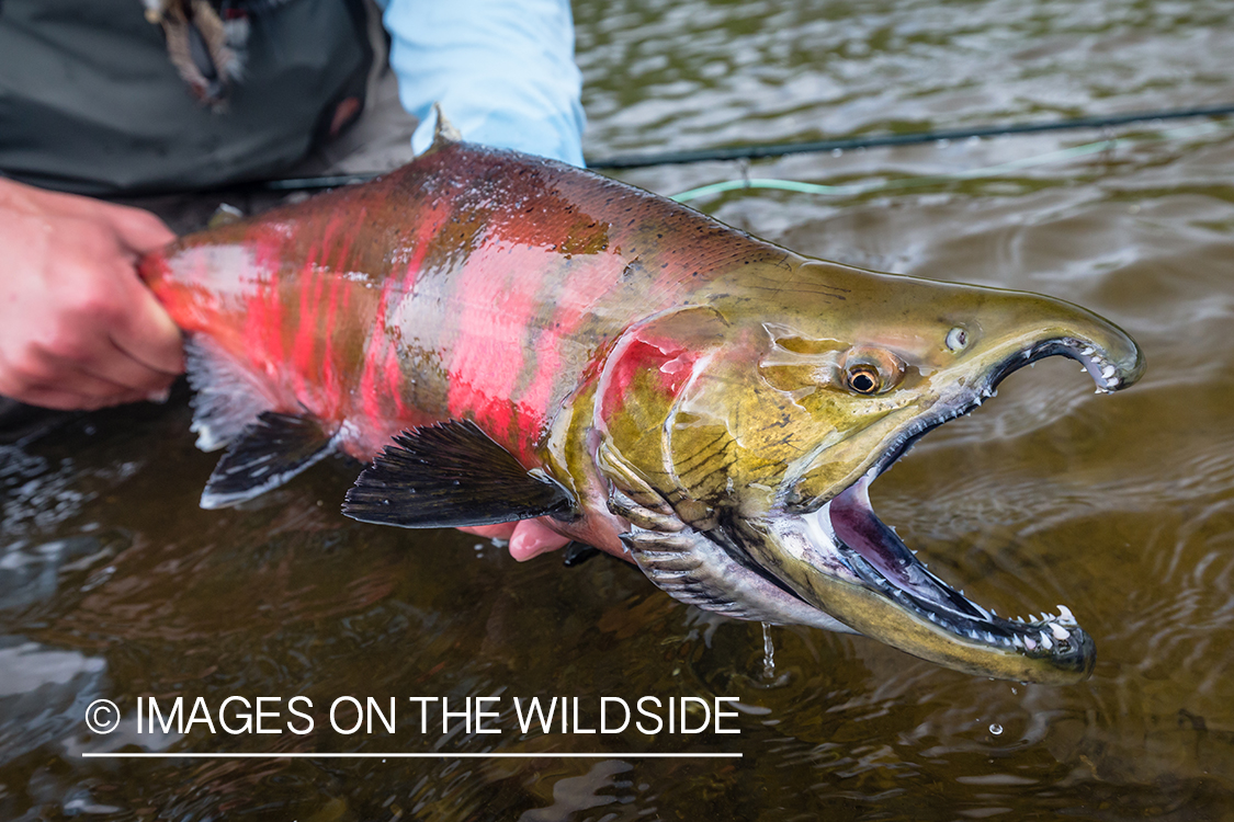 Flyfisherman with cherry salmon in Sedanka river in Kamchatka Peninsula, Russia.