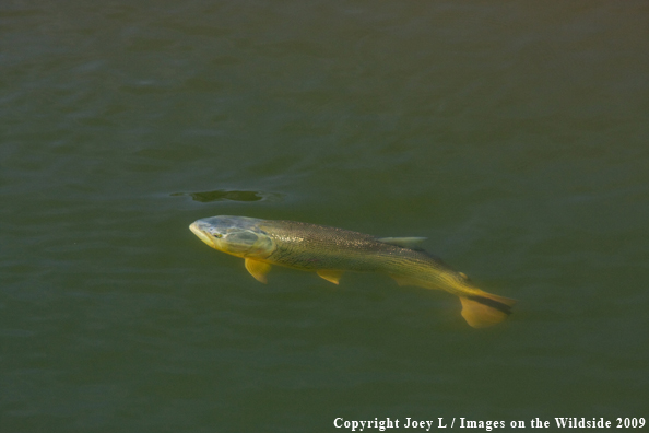 Golden Dorado fish species