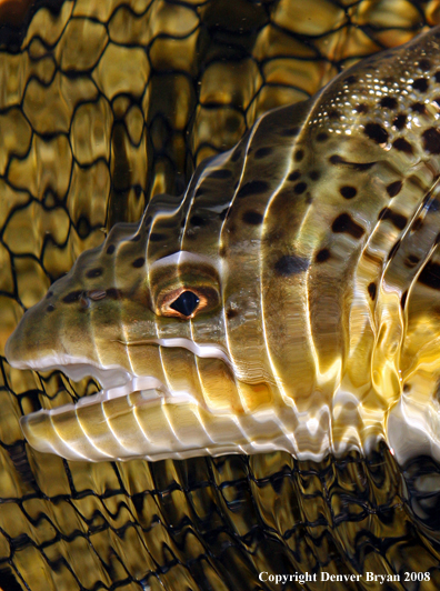 Brown Trout in habitat