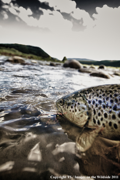 Brown trout with fly. 