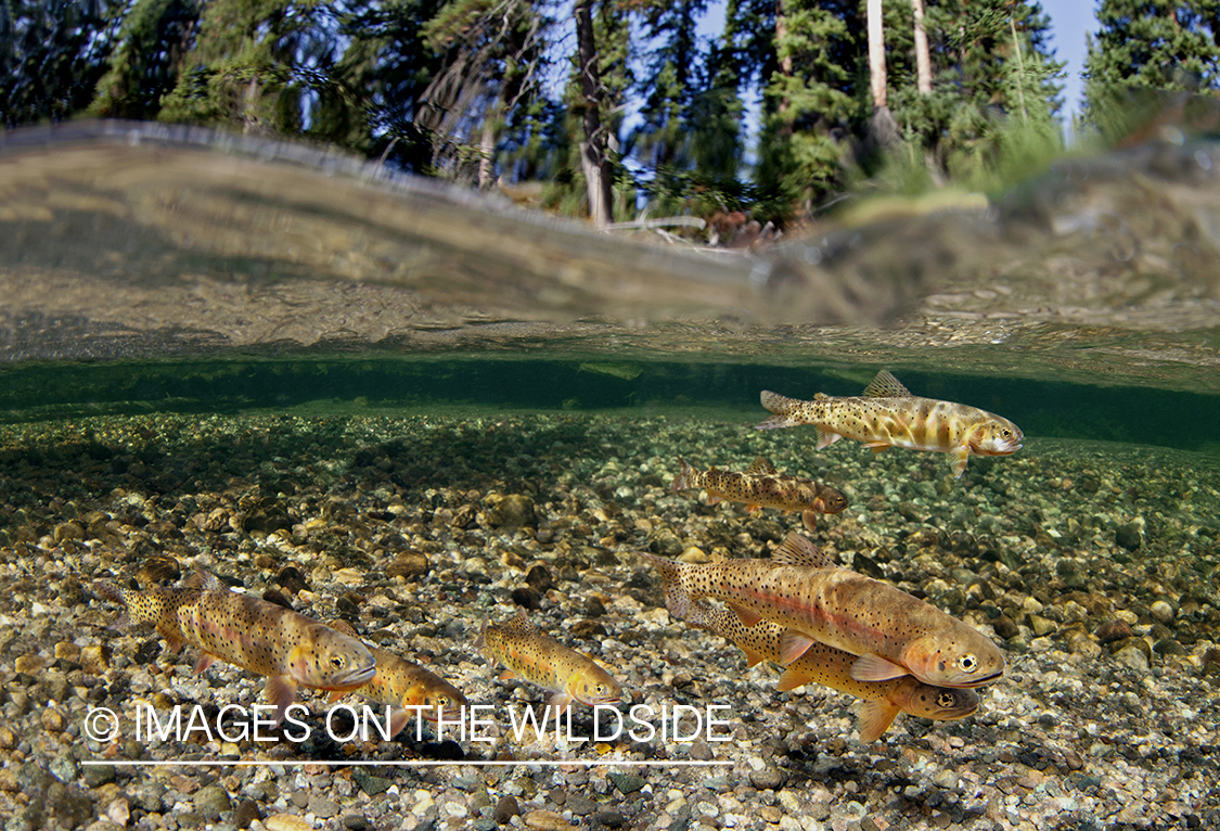 School of yellowstone cutthroat trout.