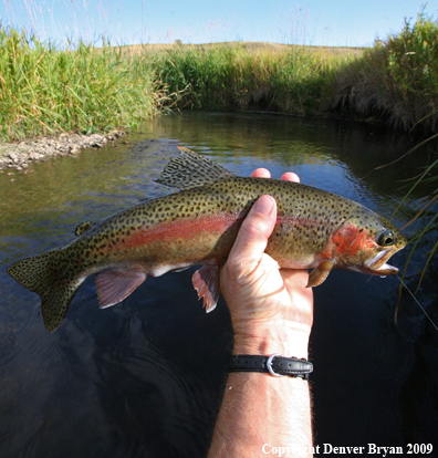 Flyfisherman with rainbow trout