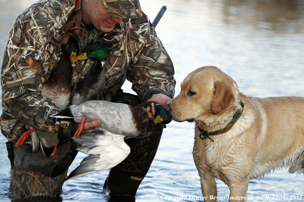 Duck hunter with bagged mallards and yellow labrador retriever. 