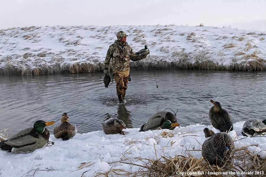 Waterfowl hunter picking up decoys.