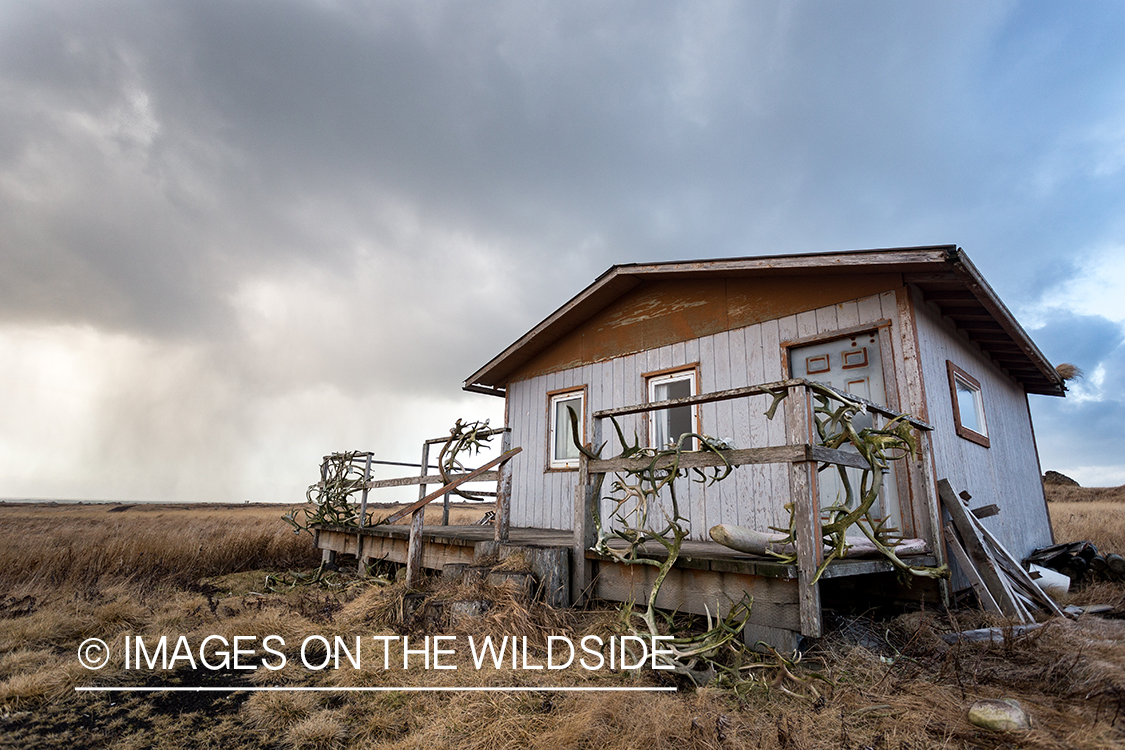 King Eider and Long-tailed duck hunting in Alaska, hunting cabin.