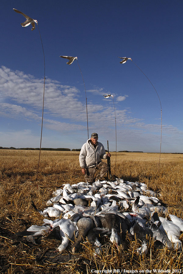 Snow goose hunters with bagged geese.