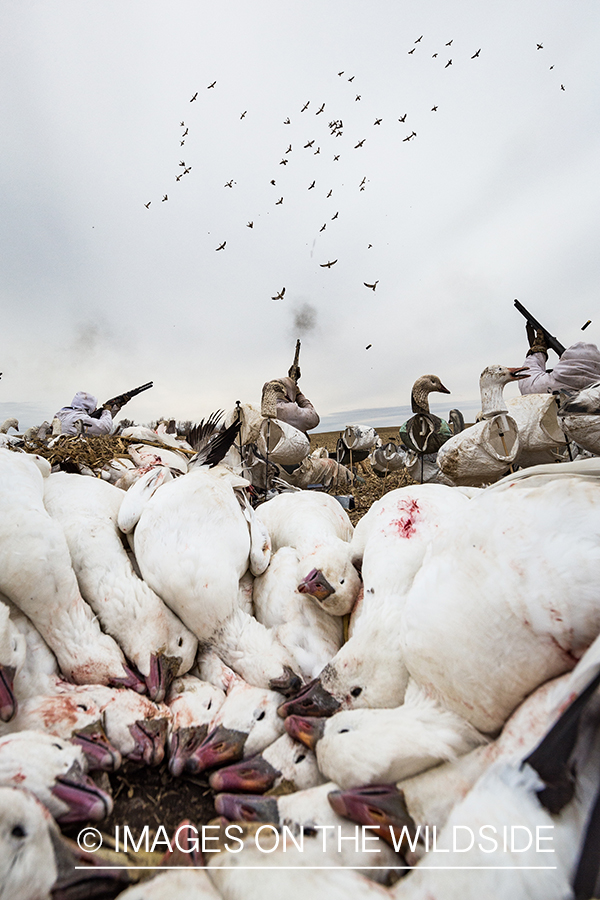 Hunters shooting geese.