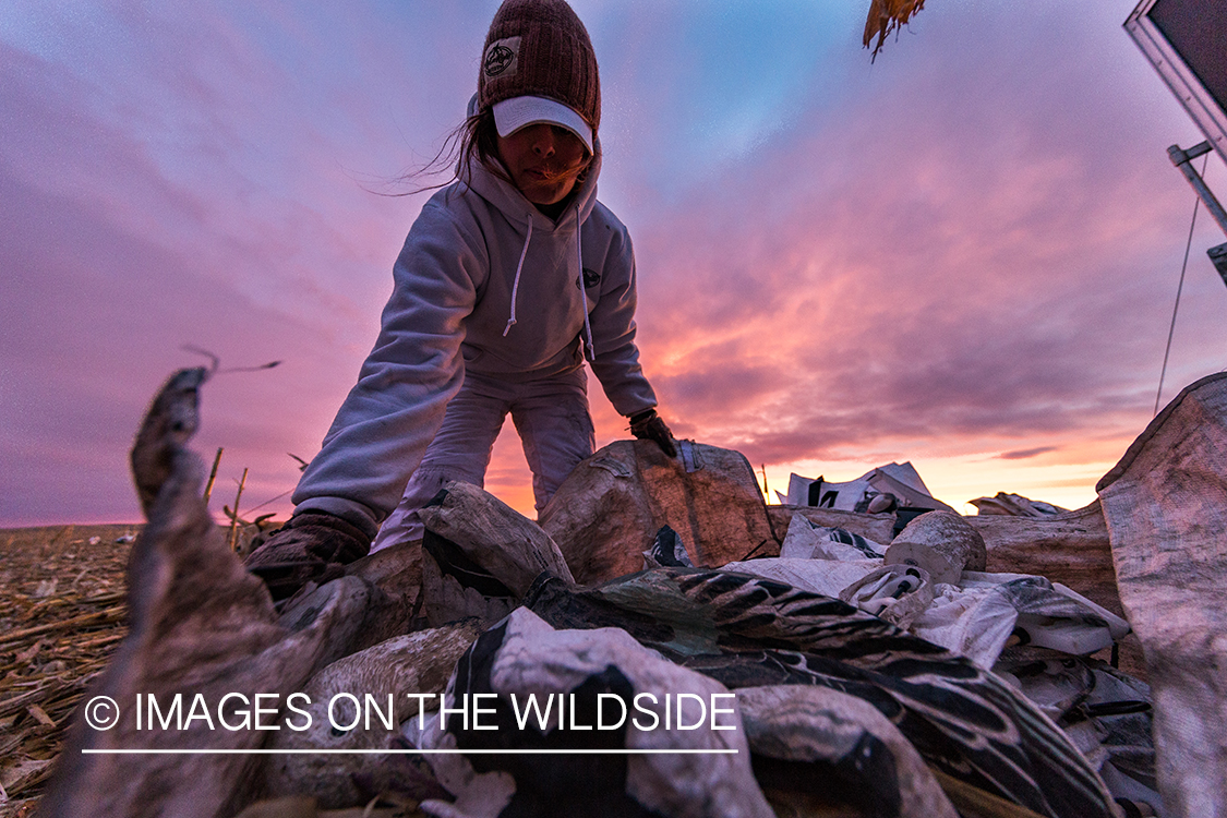 Female goose hunter packing up after day of hunting.
