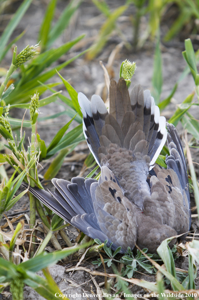 Dove Hunting