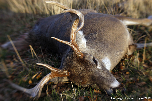 Hunter-Killed whitetail buck.