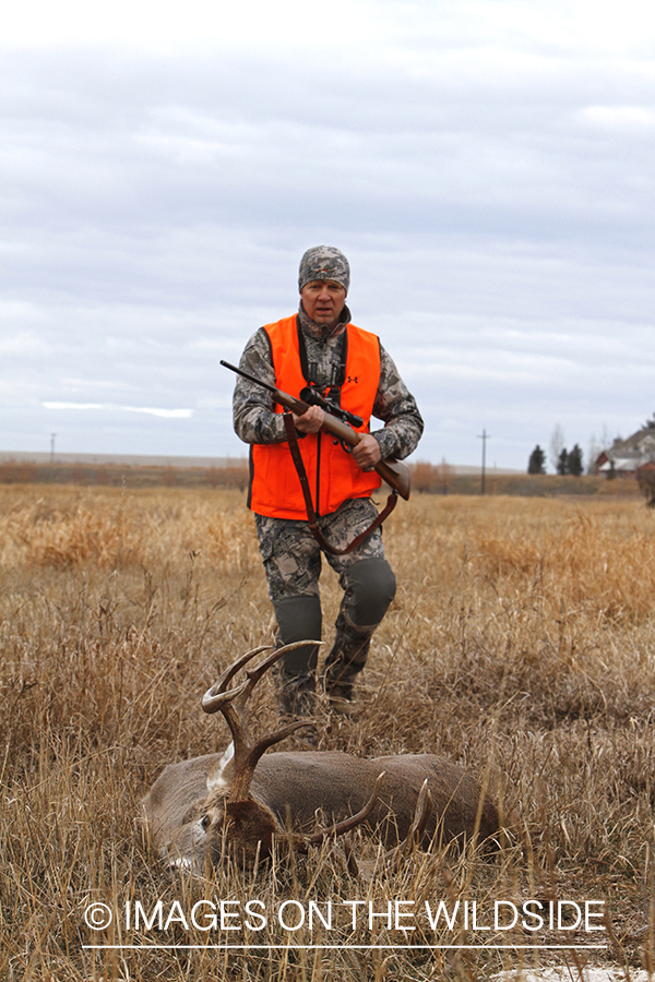 White-tailed deer hunter approaching downed buck.