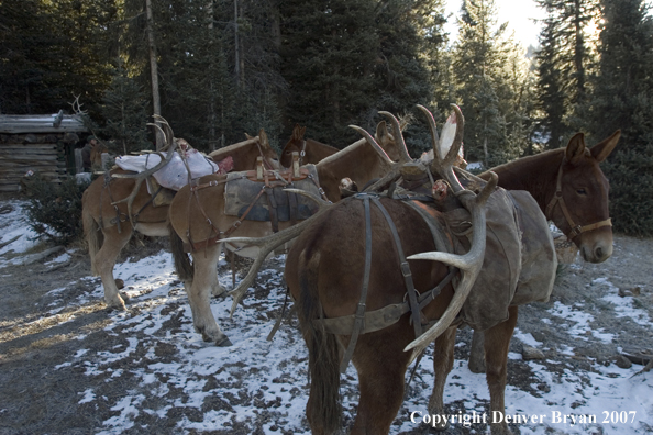 Elk hunt packstring in mountains