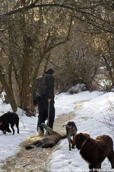 Hunter dragging out mountain lion with dogs. 