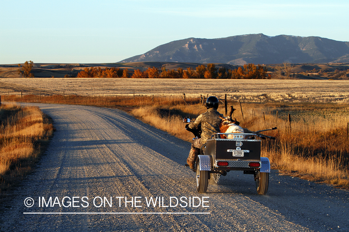 Pronghorn Antelope hunter packing out bagged antelope. 