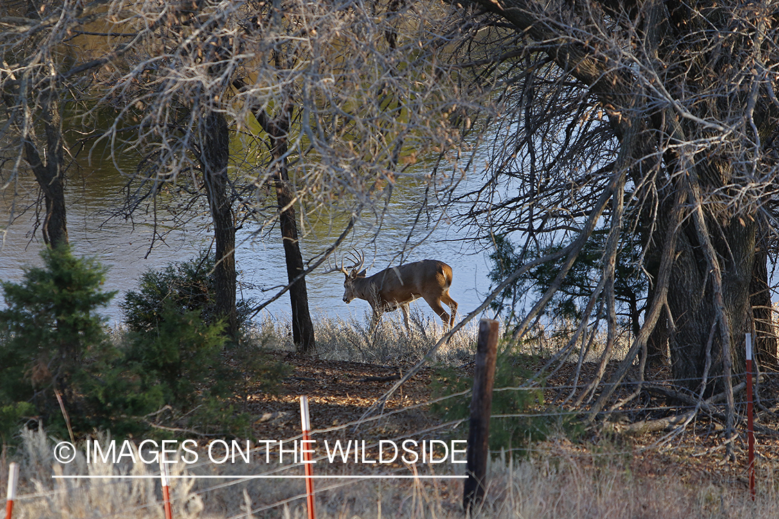 White-tailed buck in field.