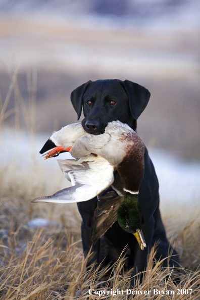 Black Labrador with retrieved Mallard