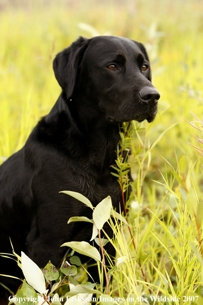 Black Labrador in field