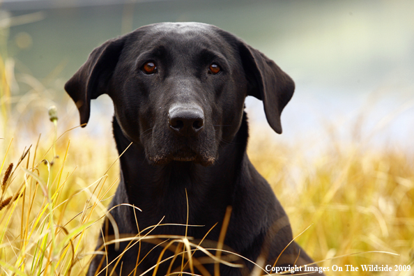 Black Labrador Retriever