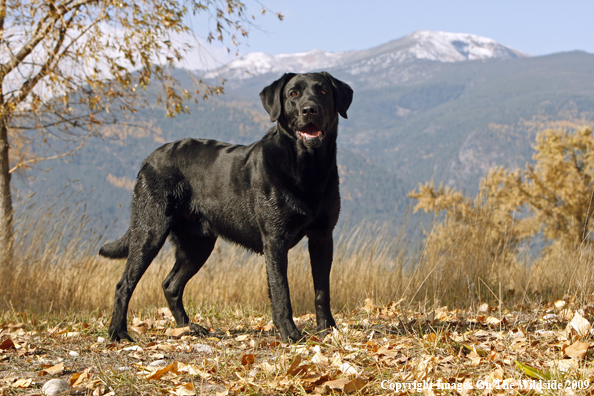 Black Labrador Retriever