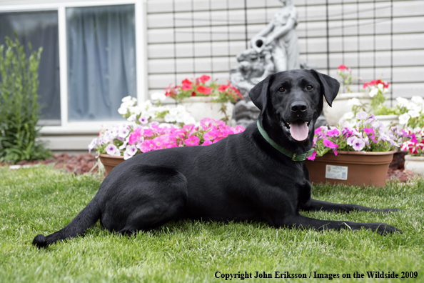 Black Labrador Retriever 