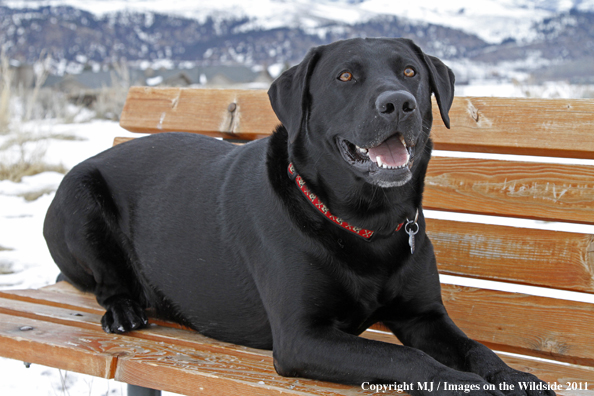 Black Labrador Retriever in winter. 