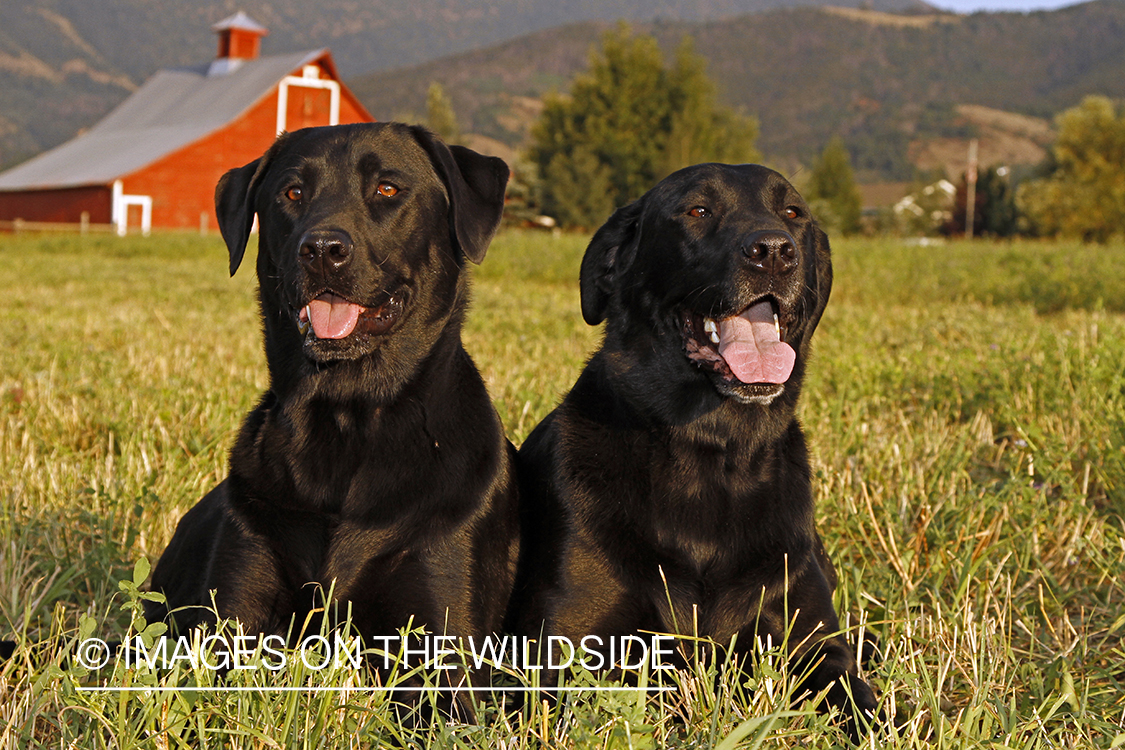 Black Labrador Retrievers