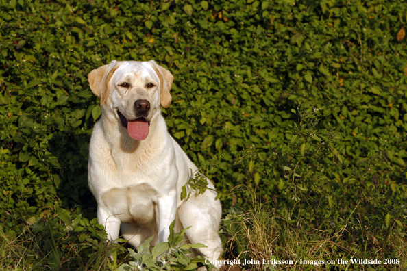 Yellow Labrador Retriever in field