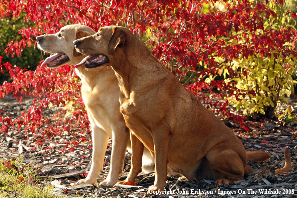 Yellow Labrador Retrievers 