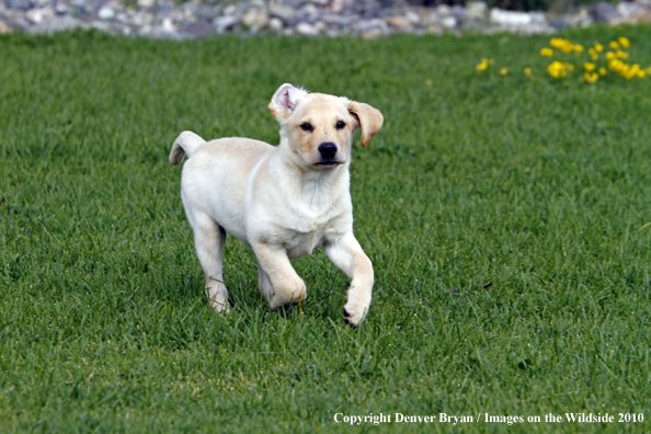 Yellow Labrador Retriever Puppy 