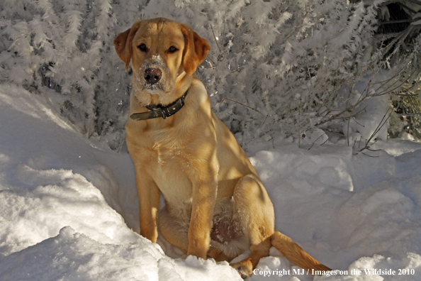 Yellow Labrador Retriever 