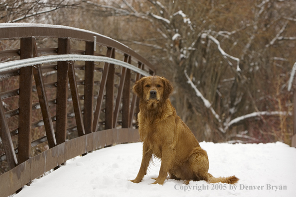 Golden Retriever on snow-covered bridge.