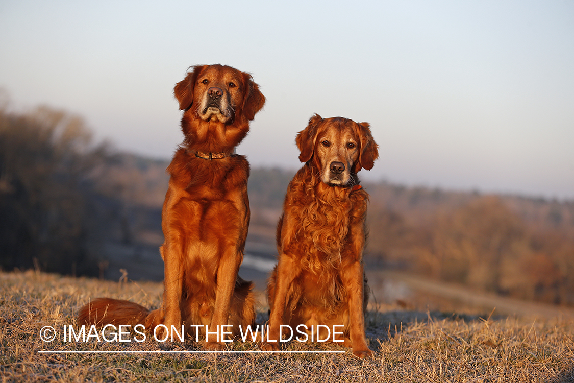 Golden Retrievers