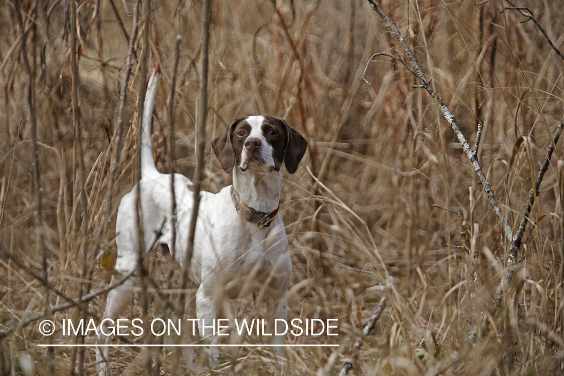 English pointer on bobwhite quail hunt.