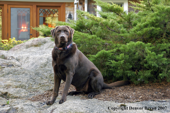 Chocolate Labrador Retriever